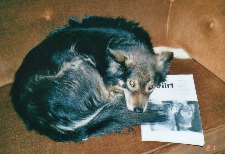 Alpi lukee, kuva Kai Siljander